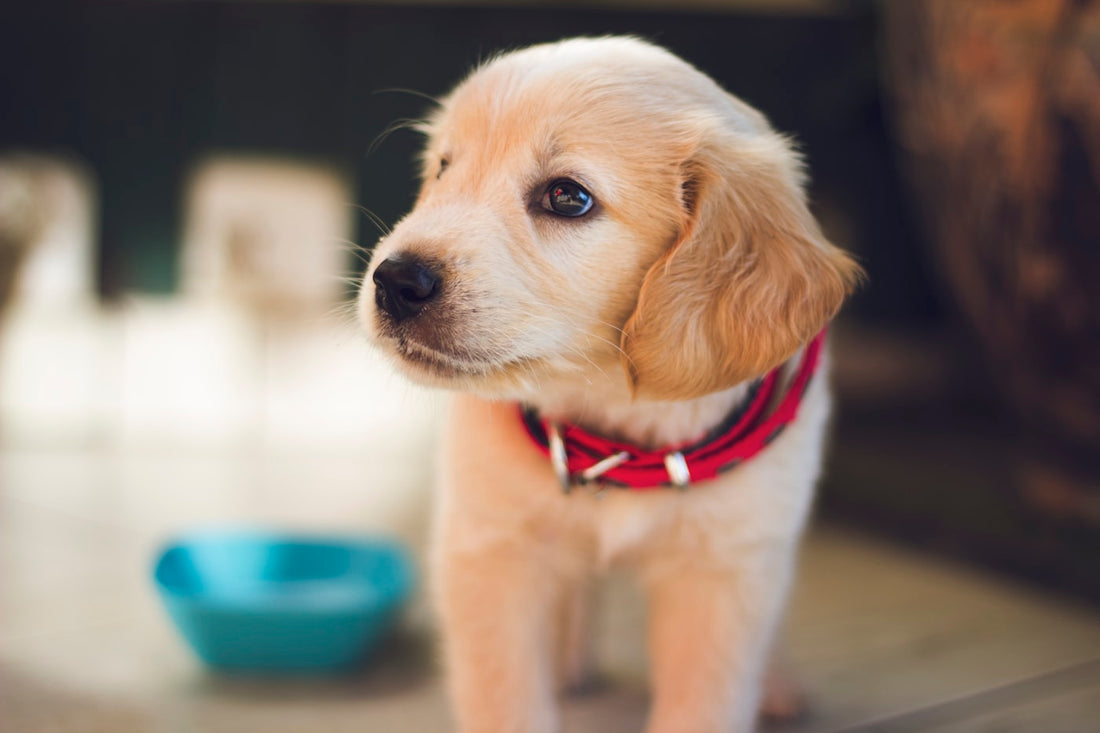 Portable Pet Water Bottle Checklist for Walks and Road Trips