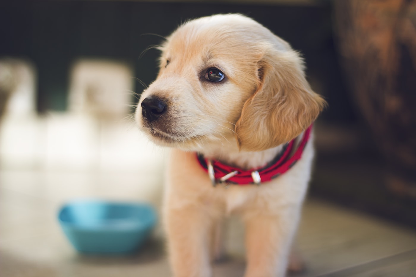 Portable Pet Water Bottle Checklist for Walks and Road Trips